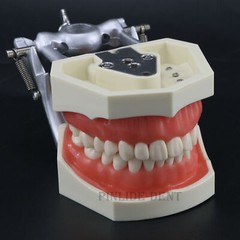 For Kilgore Nissin 200 500Typ Dental Teeth Model Removable Teeth Replacement Set