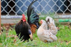 10+ Fertile Chicken Hatching Eggs Brahma Camani Serama Legbar Marans Owlbeard