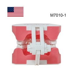 US 1:1 Typodont Teeth Model M7010-1 for Brushing Flossing Practice Teaching