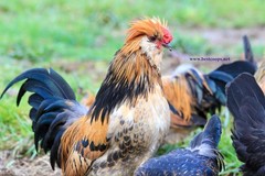 6+ Fertile Barbu De Watermael Chicken Hatching Eggs
