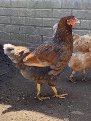 12 BYM Chicken Hatching Eggs Ameraucana Orpington Wyandotte Maran Cochin Brahma