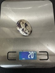 15 + Extra Hatching Quail Eggs – Fertile Wild Coturnix XXL Jumbo American White