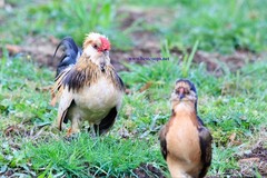 6+ Fertile Barbu De Watermael Chicken Hatching Eggs
