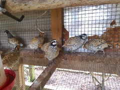 Mexican Speckled Bobwhite Quail Eggs for Sale 20+ Fertility Verified Clean eggs
