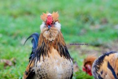 6+ Fertile Barbu De Watermael Chicken Hatching Eggs