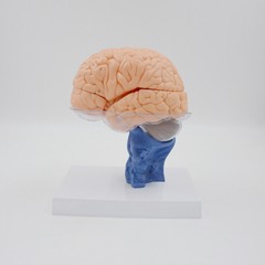 1:1 Size Human 15 Parts Anatomy Brain Model Medical