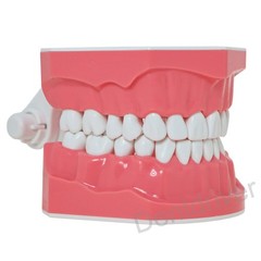 US 1:1 Typodont Teeth Model M7010-1 for Brushing Flossing Practice Teaching
