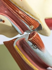 Vtg Somso DS5 Ear Anatomical Model