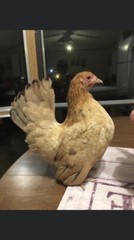 9 + 3 SQ Fresh Serama Hatching Eggs Splash Blue Black Chocolate Mottled! NPIP