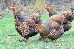 12+ Gold Laced Brahma Fertile Chicken Hatching Eggs Gentle Large Breed