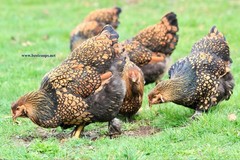 6+ Gold Laced Brahma Fertile Chicken Hatching Eggs Gentle Large Breed
