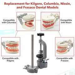 Dental Typodont Mounting Pole & 32 Removable Teeth Model Set – 360° Rotating USA