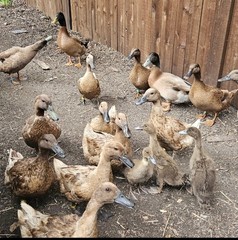 Purebred Khaki Campbell Duck Hatching Eggs – 12+ Fresh and Fertile