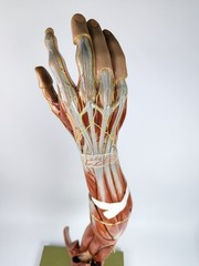 Vtg Anatomical Somso Muscle Arm Model with Shoulder Girdle (B)