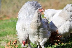 6+ Lavender Brahma Fertile Chicken Hatching Eggs Gentle Large Breed