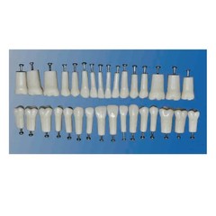 Replacement Teeth, Compatible with Kilgore (Nissin) 200 Series Typodont