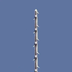 Mani Short Barbed Broaches for Efficiently remove debris and pulp tissue