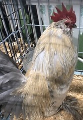 6 + PORCELAIN D’UCCLE BANTAM Fresh Hatching Eggs. Laying Now.