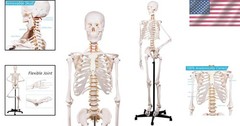Portable Life Size Skeleton Model with Rolling Bracket