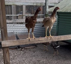 1 Indio Gigante hatching eggs Brazil. NPIP~ AI TALLEST CHICKEN BREED IN WORLD 🌎