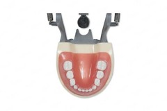 Dental Typodont Model 200P Compatible w/ Nissin Teeth