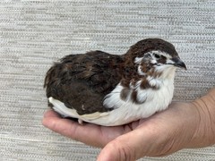 45++ Fertile Jumbo Multi Color Coturnix Quail Hatching Eggs