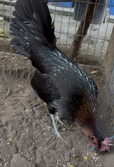 2 1/2 Month Quail Size , Ruble Hatch X Black Hatch