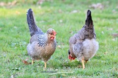 10+ Fertile Homozygous Cream Legbar Chicken Hatching Eggs