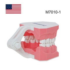 US 1:1 Typodont Teeth Model M7010-1 for Brushing Flossing Practice Teaching