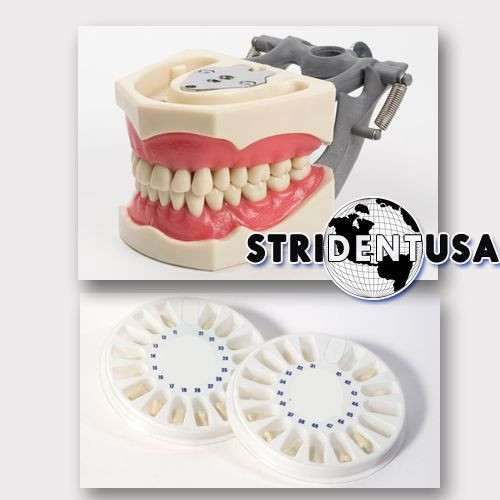 DENTAL TYPODONT OM 860 TEACHING MODEL WITH EXTRA SET OF TEETH (64 TOTAL TEETH)