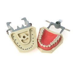 32pcs Columbia Dentoform Dental Typodont Model Removable Teeth Soft Gingiva Pole