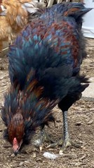 12 BYM Chicken Hatching Eggs Ameraucana Orpington Wyandotte Maran Cochin Brahma