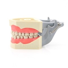 Columbia Dentoform 860 Dental Typodont Mounting Pole With 32pcs Removable Teeth