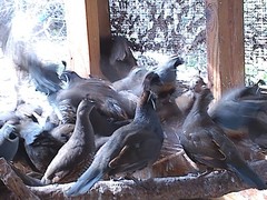 California Valley Quail Hatching Eggs 20+ Excellent Stock Fertility Verified