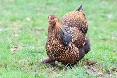 6+ Gold Laced Brahma Fertile Chicken Hatching Eggs Gentle Large Breed