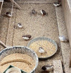 25 BUTTON QUAIL EGGS from 12+ vars ships 2 day FEDEX PLEASE READ Carton Packed