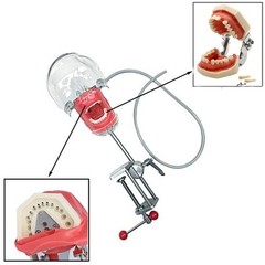 Simple Head Model Dental Simulator Phantom Manikin with Teeth for Dentist Teach
