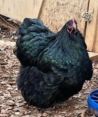 12 Rainbow chicken hatching eggs| Healthy Flock