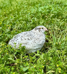 15+ RARE Pearl Fee Quail Hatching Eggs NPIP AI Free
