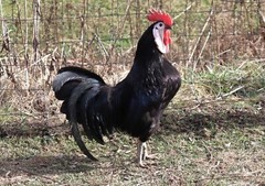 12 LF White Face Black Spanish Eggs Imported from Spain