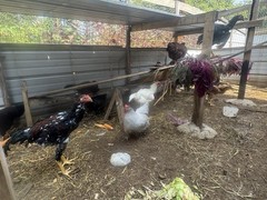 12 Hatching Eggs Giant Chicks Hybrid – Indio Gigante Dual Purpose Egg Layers