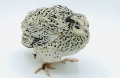 15+ RARE Pearl Fee Quail Hatching Eggs NPIP AI Free