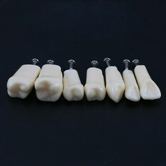 Dental Typodont Replacement Screw-in Teeth Model fit Kilgore NISSIN 200/500 Type