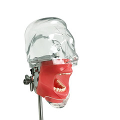 Simple Head Model Dental Simulator Phantom Manikin with Teeth for Dentist Teach