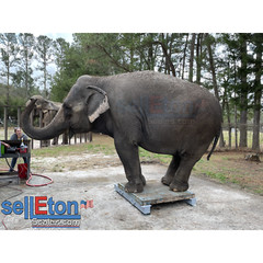 SellEton SL-919-HD-60″ Heavy Duty Multi-purpose Weigh Beam bar System 20000 lbs