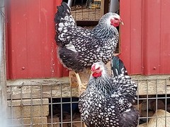 6 Purebred Silver Laced Wyandotte Chicken Fertile Hatching Eggs