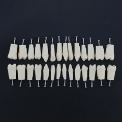 US Kilgore Nissin 200/500 Type Dental Typodont Model Removable Teeth & Screws
