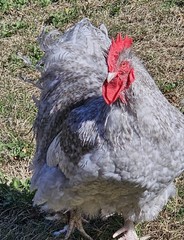 8+ English Lavender Cucko Orpington Hatching Eggs