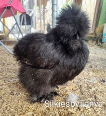 6+ Fertile Bantam Silkie Chicken Hatching Eggs. Frizzles/ Satins Possible.