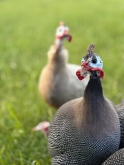 14 FRESH GUINEA BIRD FOWL HATCHING EGGS PINTO, PIED, CHOCLATE, PEARL & MANY MORE